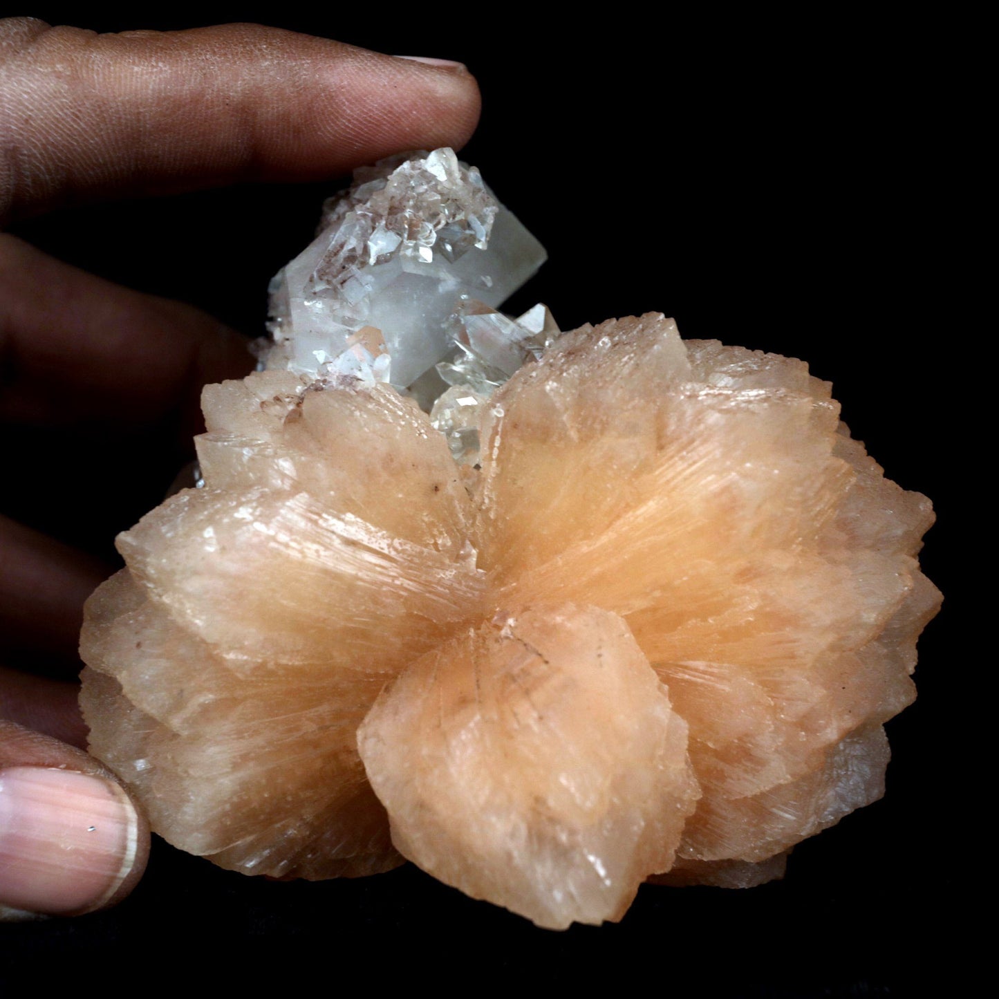 Apophyllite With Stilbite Perfect Bow-Tie formation Natural Mineral Sp… https://www.superbminerals.us/products/apophyllite-with-stilbite-perfect-bow-tie-formation-natural-mineral-specimen-b-4796 Features: A stunning, large doubly terminated stilbite bowtie with fantastic broad form is aesthetically set on the Chalcedony basalt matrix. The highly lustrous, translucent, cream-colored stilbite is wonderfully complemented by the numerous lustrous, that are peppered on the matrix.