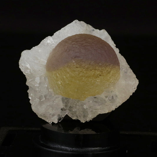 Bi Color Botryoidal Fluorite on MM Quartz Very Rare Natural Mineral Specimen # B 6706 Fluorite Superb Minerals 