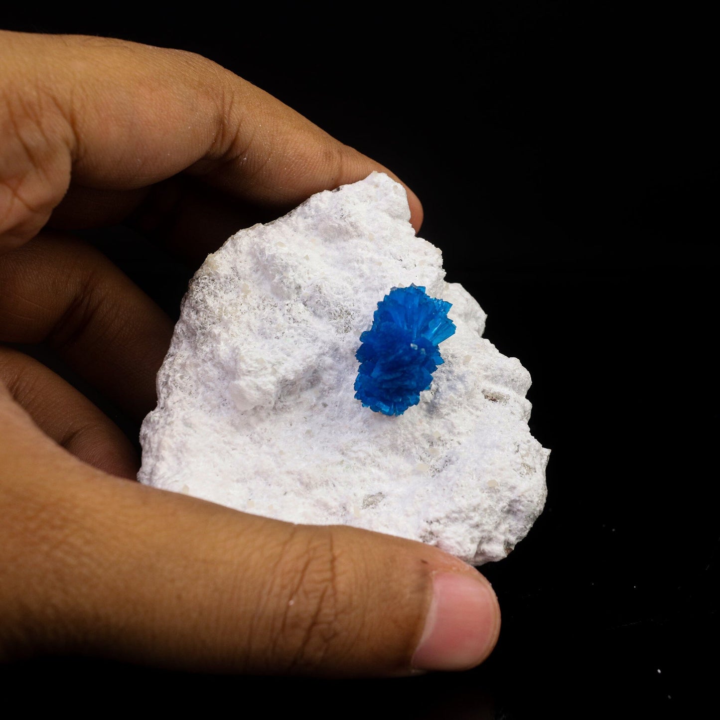 Cavansite on Modernite (Rare Find) Natural Mineral Specimen # B 6722 Cavansite Superb Minerals