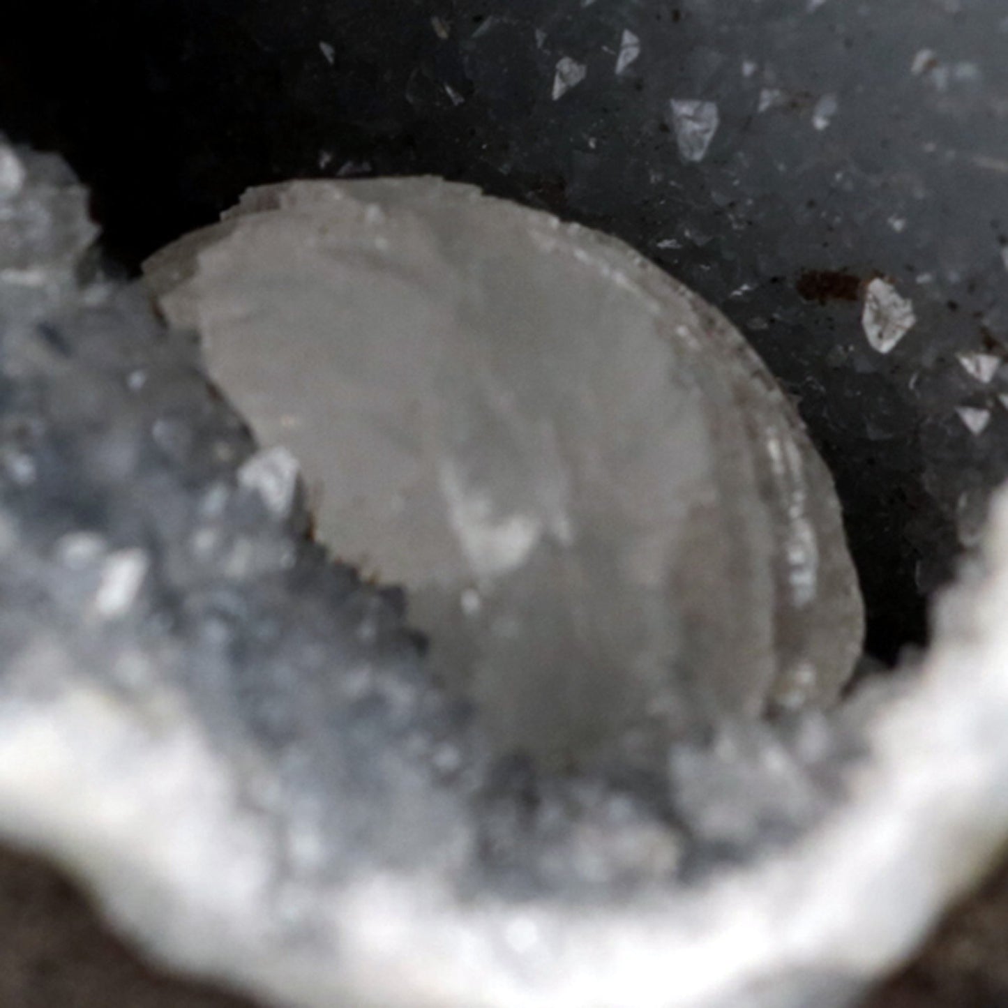 Epi-Stilbite Inside MM Quartz Geode Natural Mineral Specimen # B 4776 https://www.superbminerals.us/products/epi-stilbite-inside-mm-quartz-geode-natural-mineral-specimen-b-4776 Features: A rare specimen with magnificent, complete, radial aggregates of white, bladed Epistilbite across and poised on the basalt matrix. The complete Epistilbite group is undamaged, and the item stands out brilliantly. Keep in mind that the bulk of Epistilbite crystals discovered outside of India are micros,
