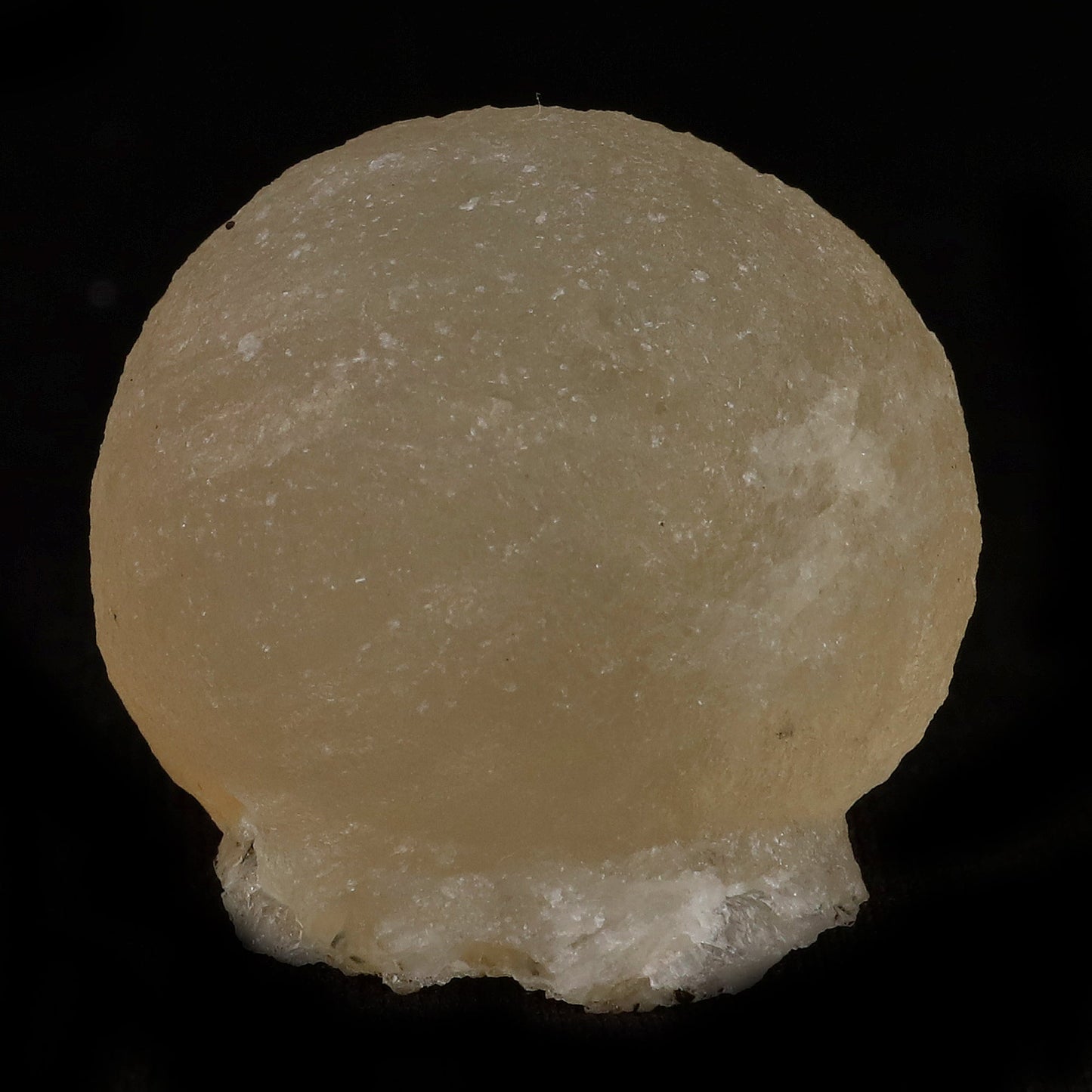 Fluorite Botryoidal Natural Mineral Specimen # B 5082 https://www.superbminerals.us/products/fluorite-botryoidal-natural-mineral-specimen-b-5082 Features: These golden botryoidal fluorites are unique and extremely attractive. This specimen features a a very gemmy, good sized, rich golden color, fluorite "sphere" on gemmy, colorless, stubby quartz crystal matrix. Primary Mineral(s): Fluorite