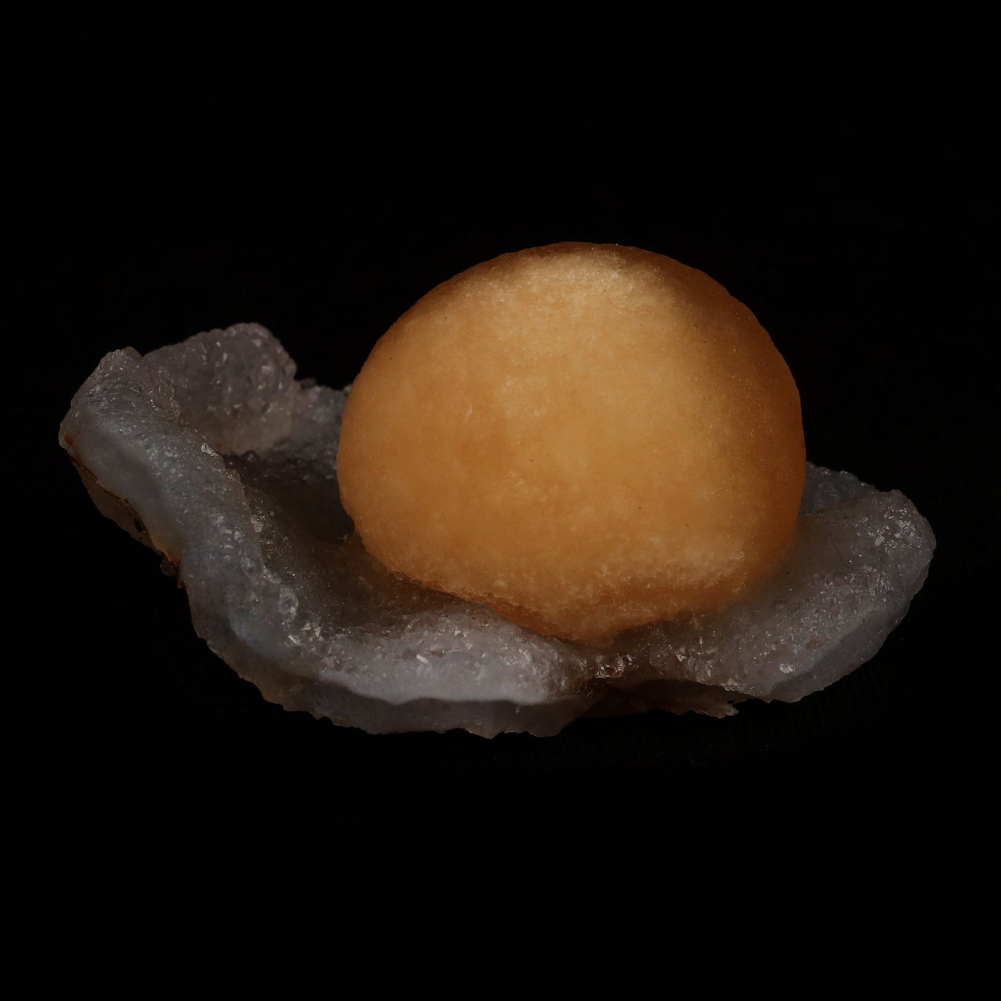 Fluorite Botryoidal on MM Quartz Natural Mineral Specimen # B 5076 https://www.superbminerals.us/products/fluorite-botryoidal-on-mm-quartz-natural-mineral-specimen-b-5077 Features: An extraordinarily botryoidal "ball" of Fluorite is perched atop an exceptionally rich purple coloured Amethyst on Chalcedony and host rock matrix, creating an unusually beautiful specimen. On the surface, the Fluorite is a creamy-white tone that gradually fades away to a golden hue in the middle
