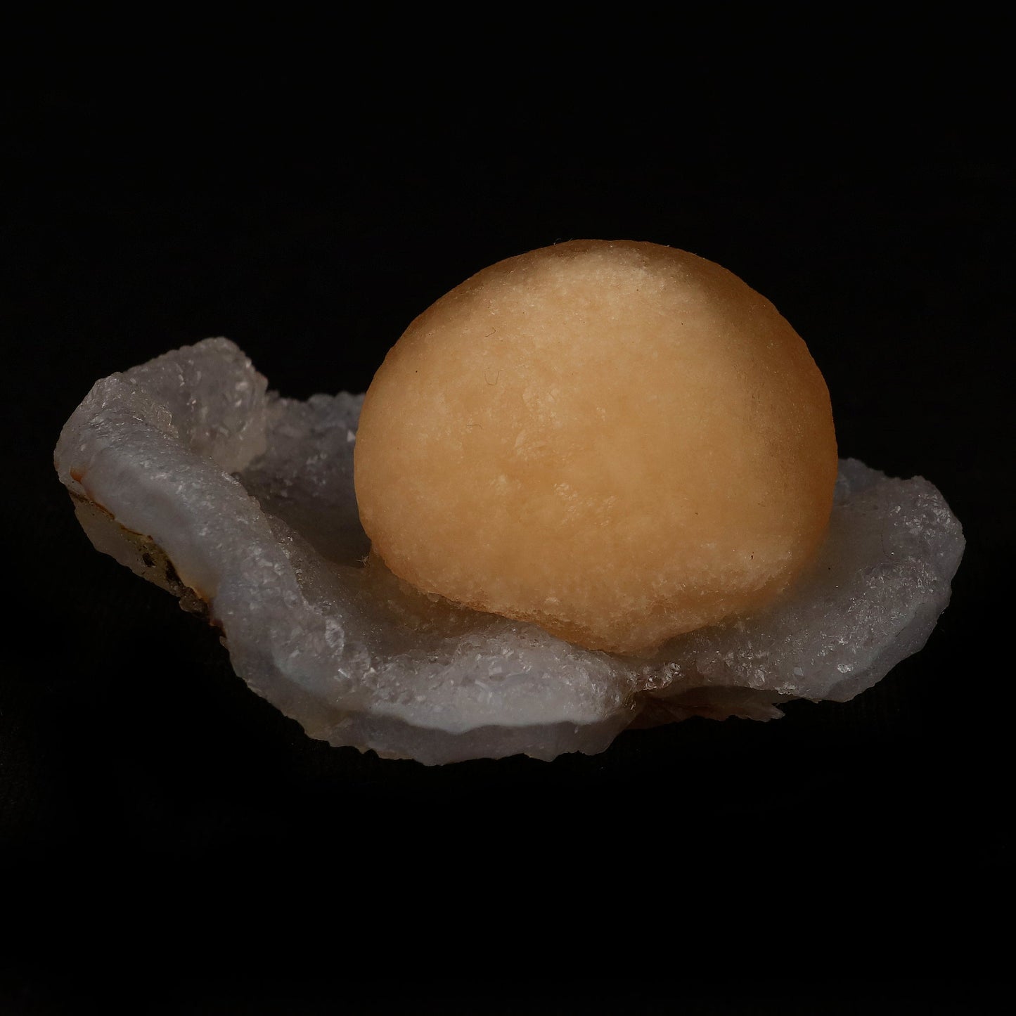 Fluorite Botryoidal on MM Quartz Natural Mineral Specimen # B 5076 https://www.superbminerals.us/products/fluorite-botryoidal-on-mm-quartz-natural-mineral-specimen-b-5077 Features: An extraordinarily botryoidal "ball" of Fluorite is perched atop an exceptionally rich purple coloured Amethyst on Chalcedony and host rock matrix, creating an unusually beautiful specimen. On the surface, the Fluorite is a creamy-white tone that gradually fades away to a golden hue in the middle