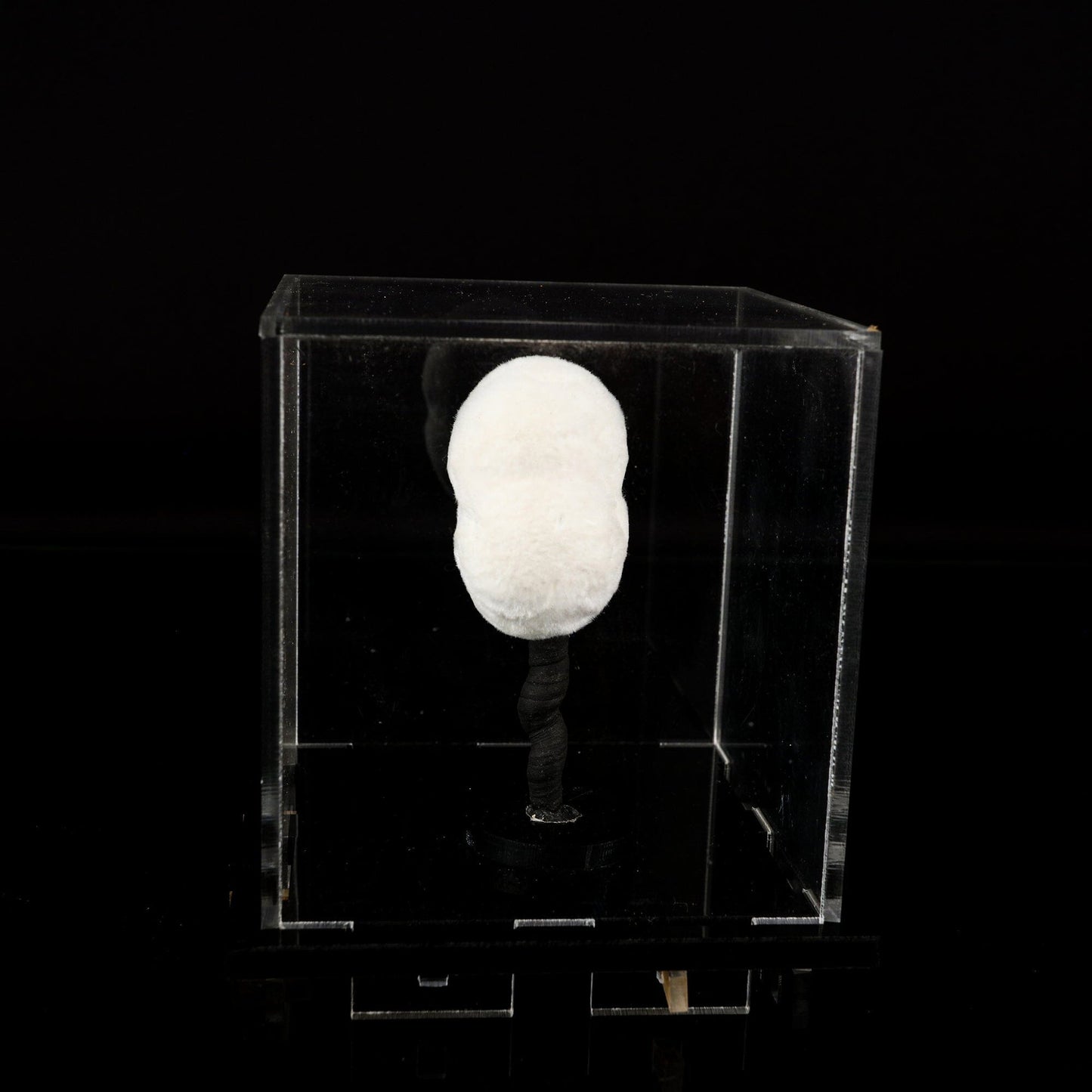 Okenite Big Puffballs Natural Mineral Specimen # B 6711 okenite Superb Minerals