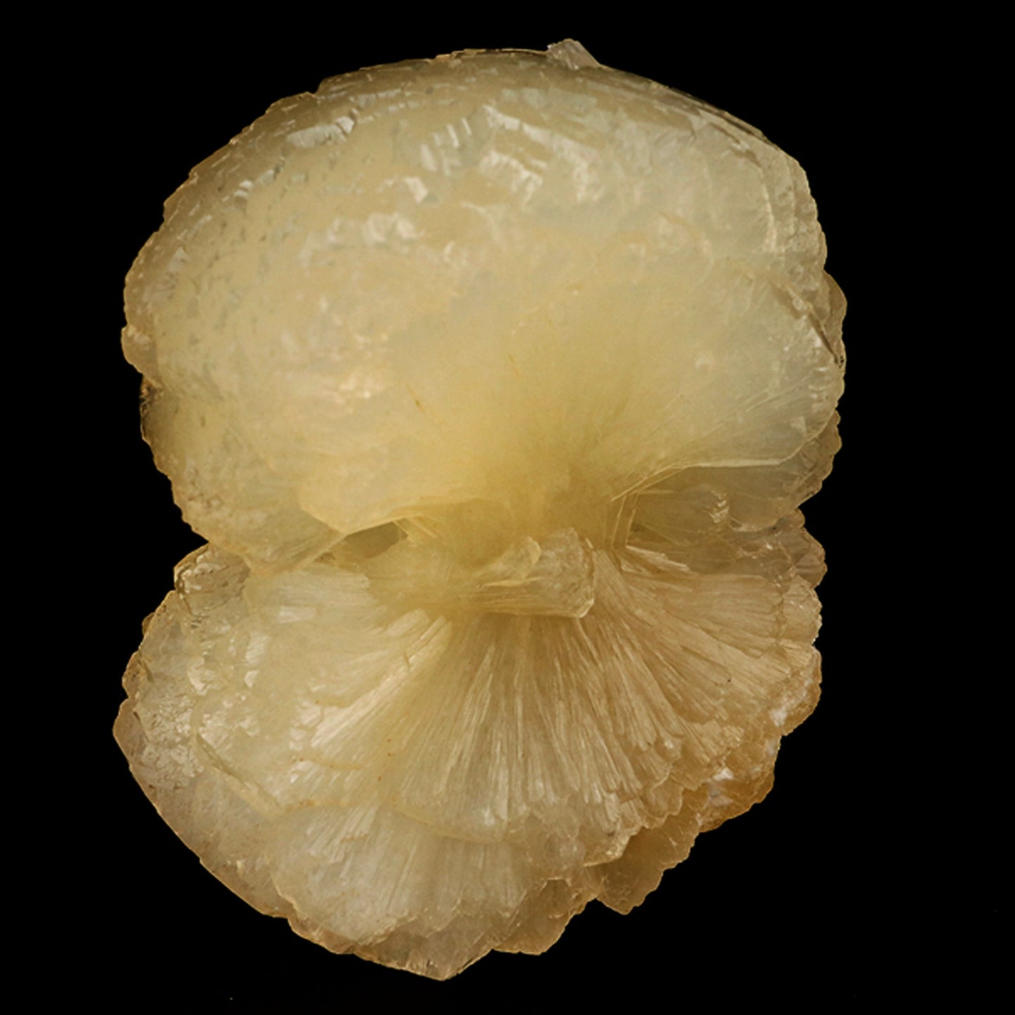 Stellerite Bow Natural Mineral Specimen # B 5914 Stellarite Superb Minerals