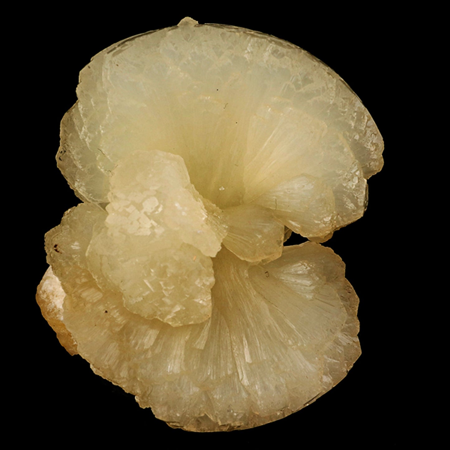 Stellerite Bow Natural Mineral Specimen # B 5914 Stellarite Superb Minerals