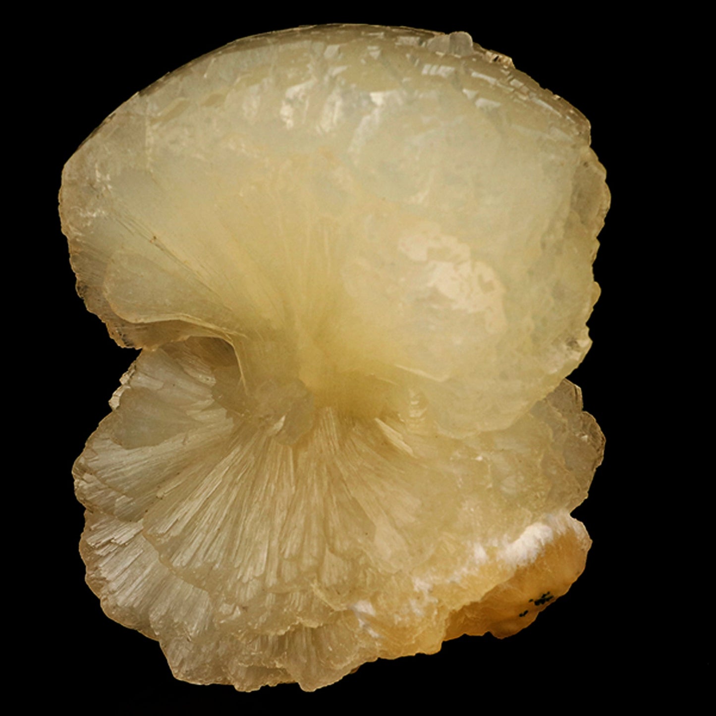 Stellerite Bow Natural Mineral Specimen # B 5914 Stellarite Superb Minerals