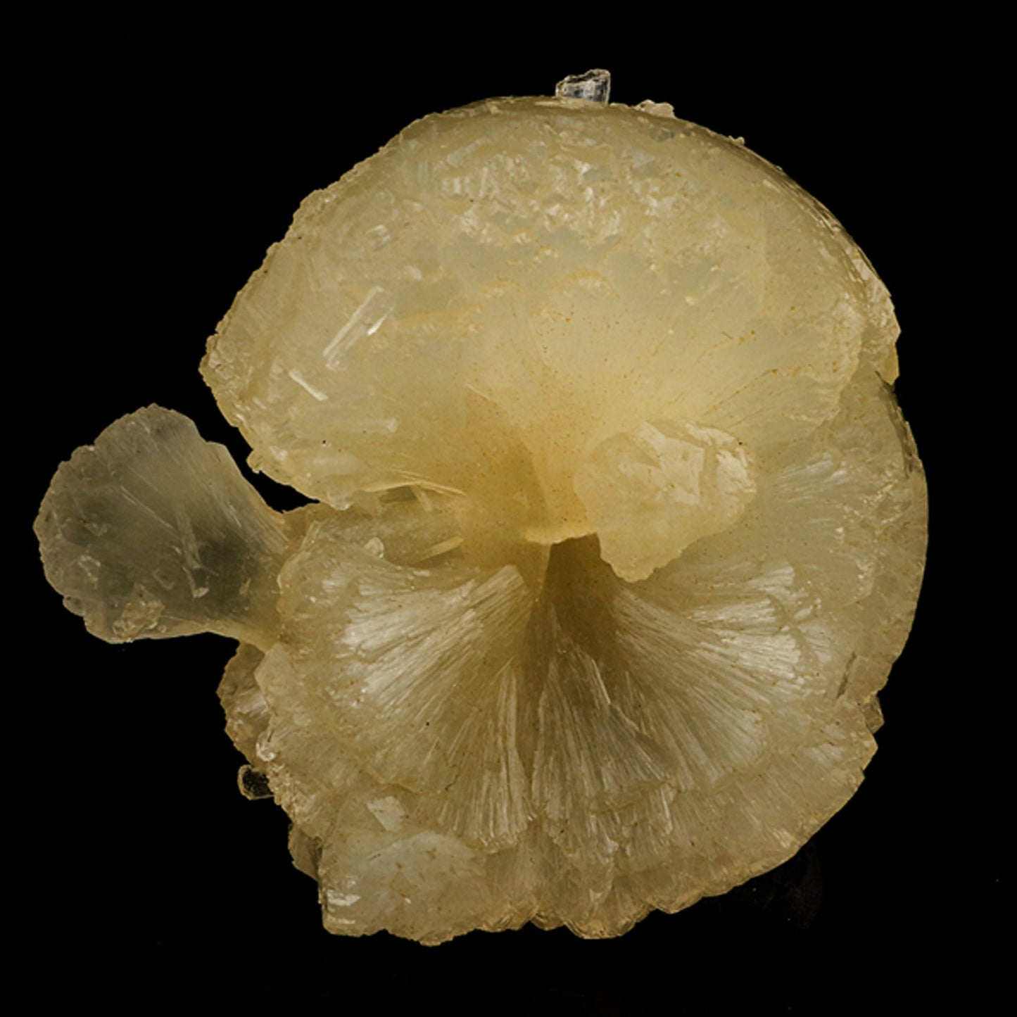 Stellerite Bow Natural Mineral Specimen # B 5955 Stellarite Superb Minerals