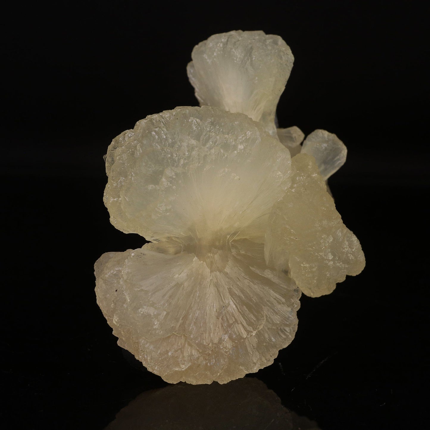 Stilbite Bow Natural Mineral Specimen # B 6728 Stilbite Superb Minerals