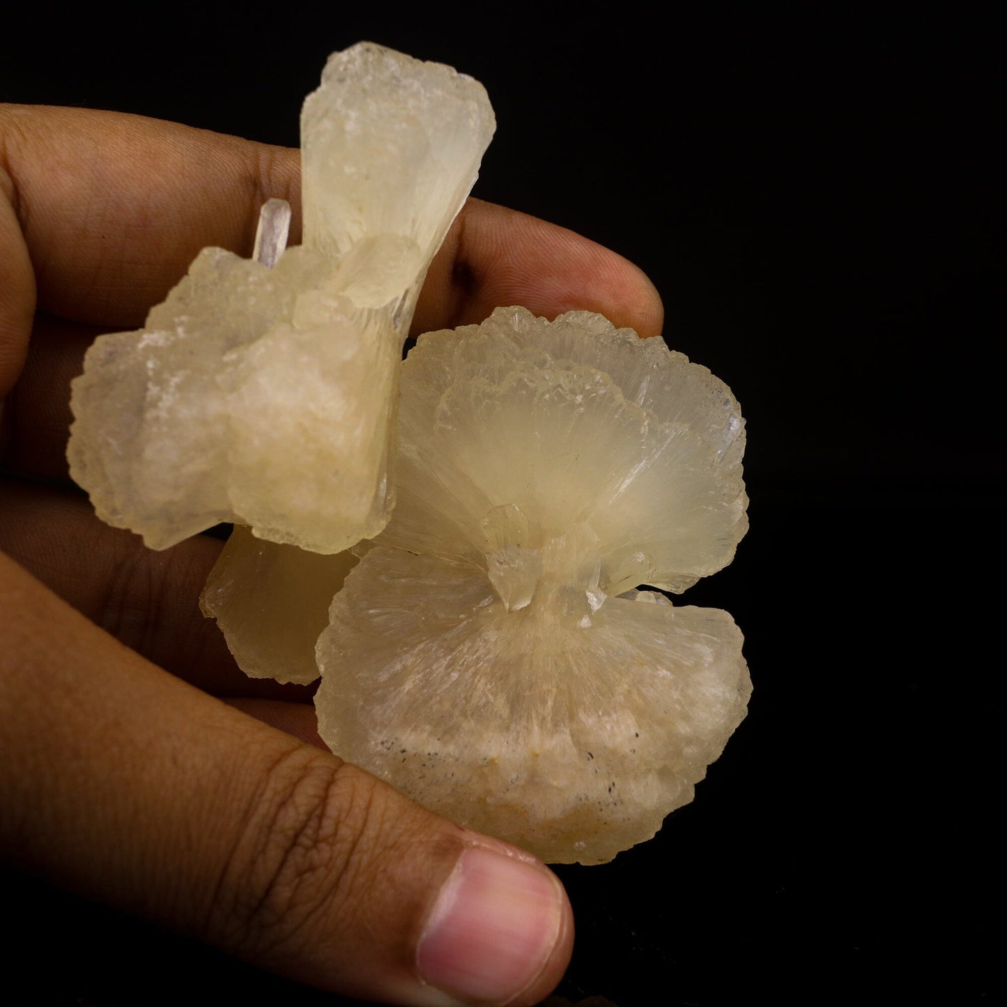 Stilbite Bow Natural Mineral Specimen # B 6728 Stilbite Superb Minerals 