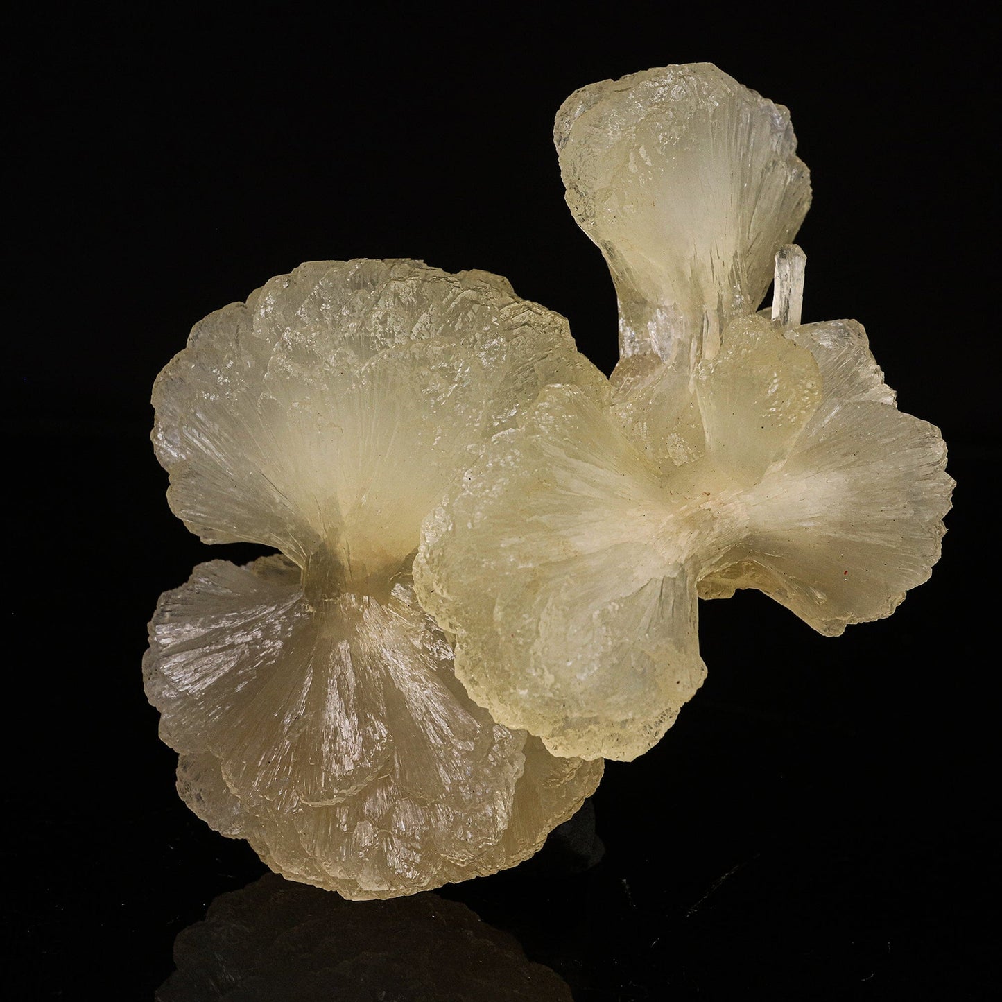Stilbite Bow Natural Mineral Specimen # B 6728 Stilbite Superb Minerals
