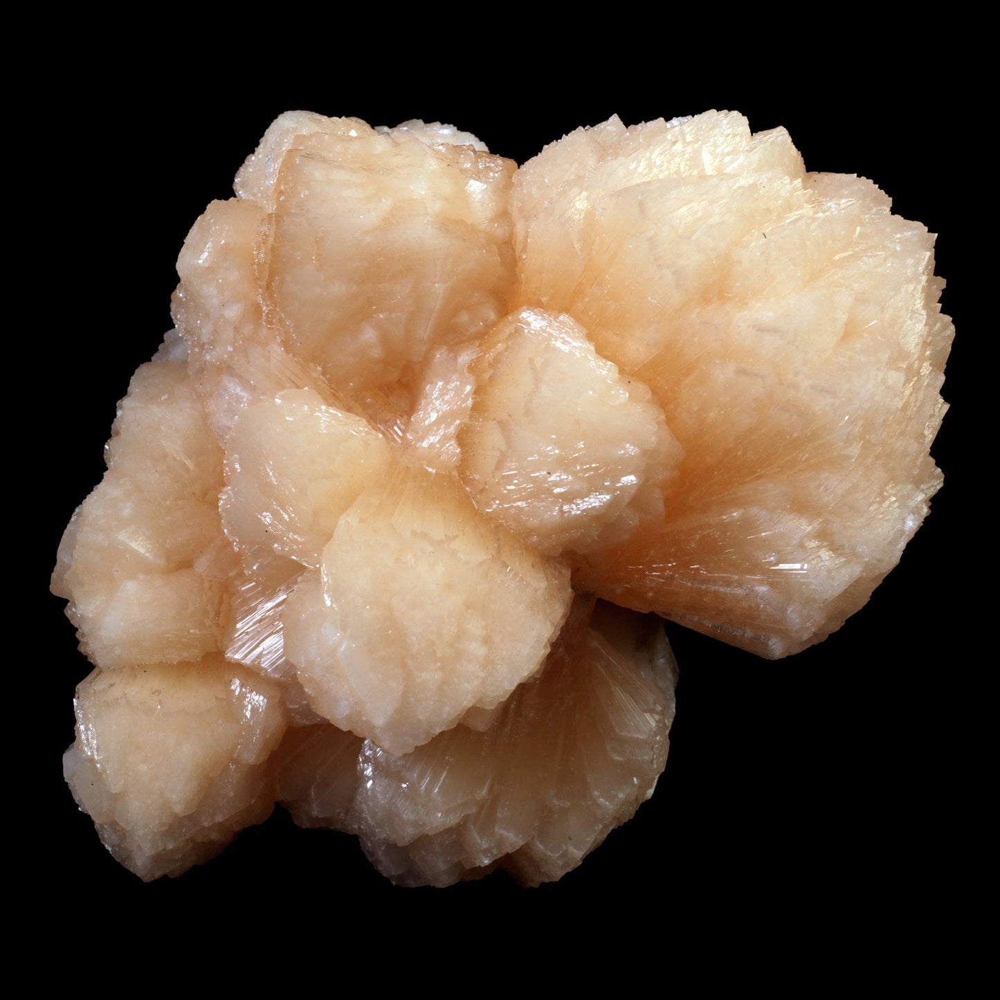 Stilbite Bow Shape Pink Stilbite Natural Mineral Specimen # B 3402 This is a superb, lustrous, translucent, salmon pink, "bow tie," of stilbite. The form and color are spectacular! Totally common as a species, totally typical in classic bowtie form; Unique specimen for display purpose.Primary Mineral(s): StilbiteSecondary Mineral(s): N/AMatrix: N/A12 cm x 13 cm1030 GmsLocalit