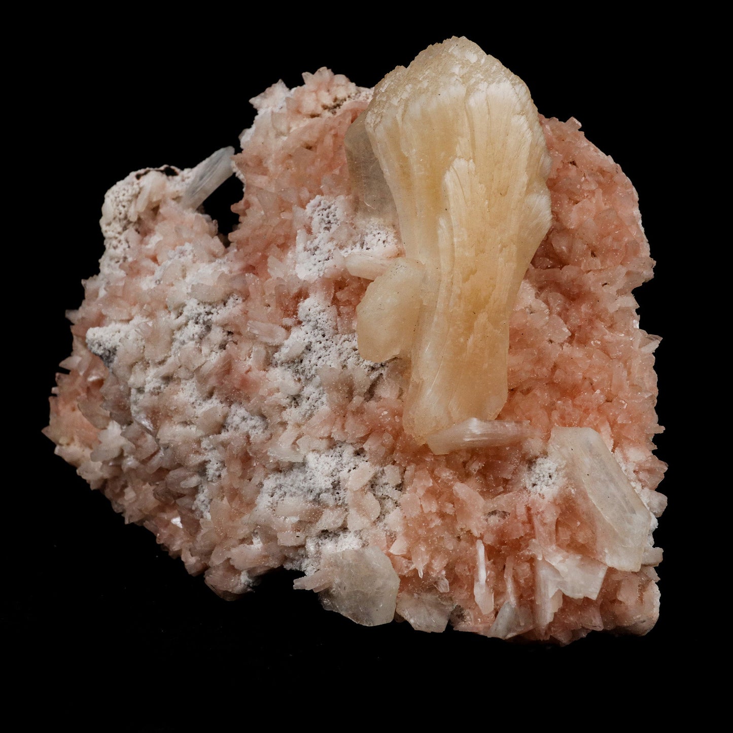 Stilbite on Heulanidte Natural Mineral Specimen # B 5154 https://www.superbminerals.us/products/stilbite-on-heulanidte-natural-mineral-specimen-b-5154 Features: This stilbite "bow tie" is beautiful, glossy, translucent, salmon pink.The shape and colour are stunning! As a species, it's quite common, and in classic bowtie shape, it's quite typical; a one-of-a-kind specimen for display purposes. Primary Mineral(s): Stilbite Secondary Mineral(s): N/AMatrix: Heulandite