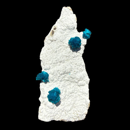 Cavansite on Modernite (Rare Find) Natural Mineral Specimen # DKT41 Cavansite Superb Minerals 
