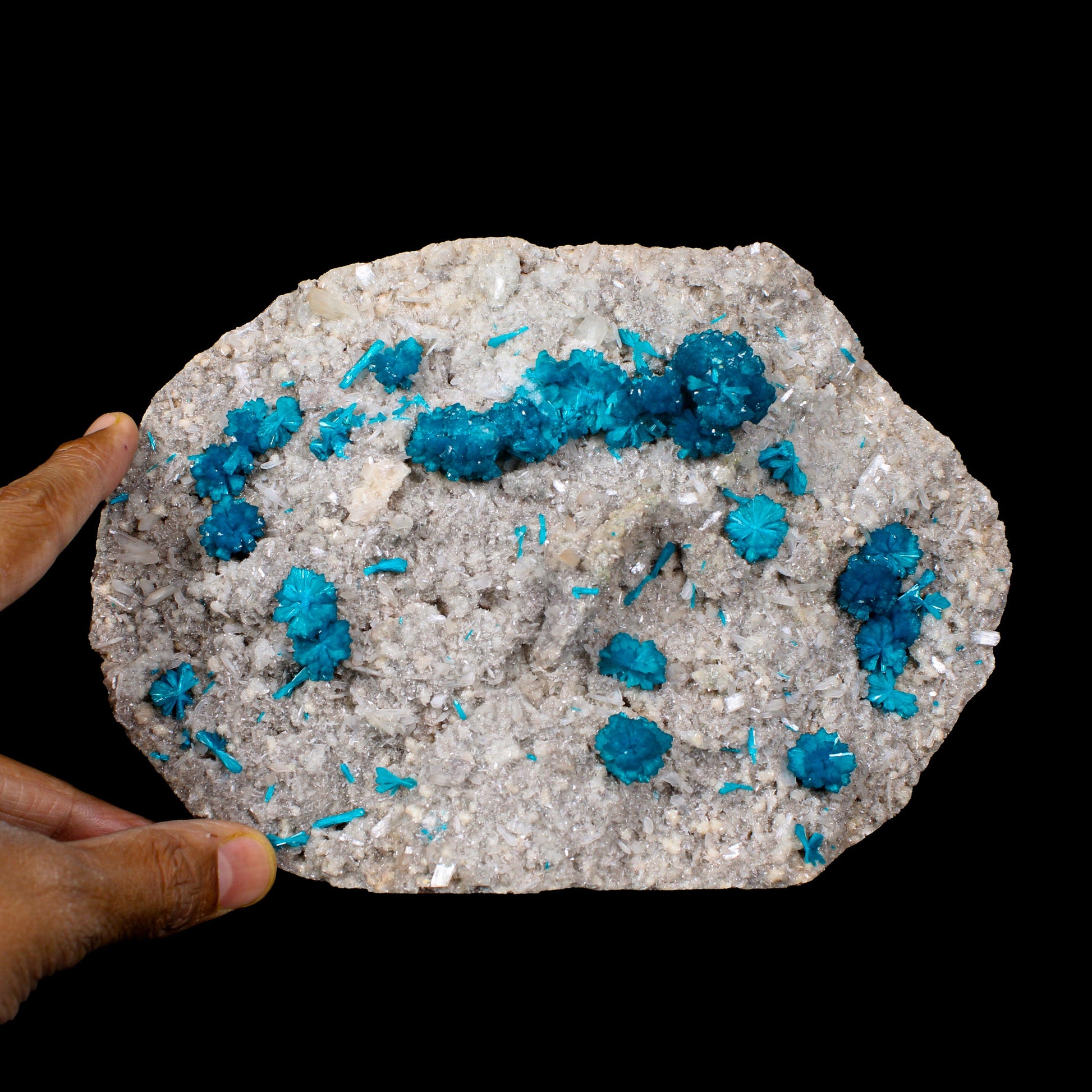 Cavansite on Stilbite,Heulandite Matrix – Vibrant Blue Flowers, Wagholi Quarry, Pune, India – Collector Grade Raw Zeolite Mineral Specimen # B 7150 Cavansite Superb Minerals 