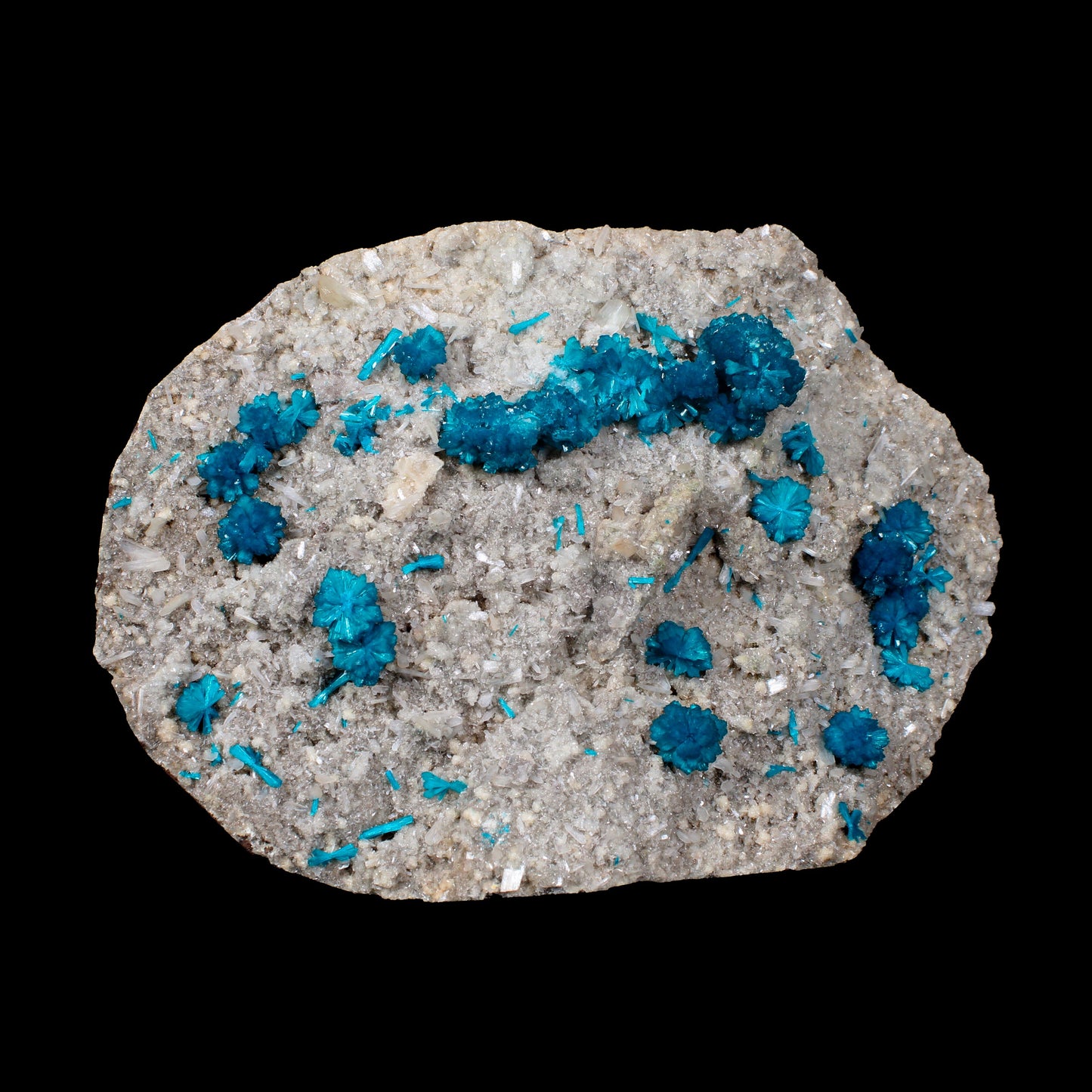 Cavansite on Stilbite,Heulandite Matrix – Vibrant Blue Flowers, Wagholi Quarry, Pune, India – Collector Grade Raw Zeolite Mineral Specimen # B 7150 Cavansite Superb Minerals 