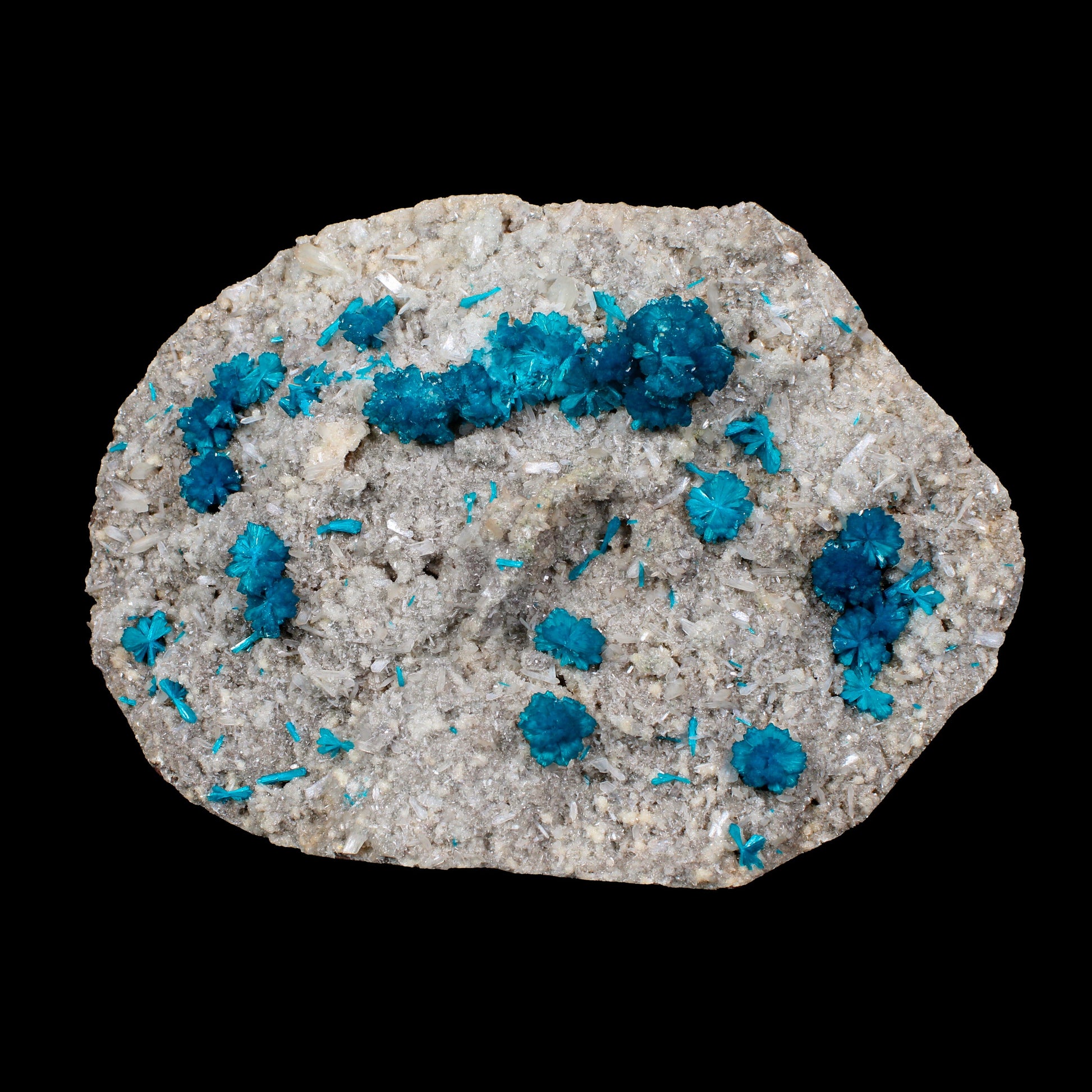 Cavansite on Stilbite,Heulandite Matrix – Vibrant Blue Flowers, Wagholi Quarry, Pune, India – Collector Grade Raw Zeolite Mineral Specimen # B 7150 Cavansite Superb Minerals 