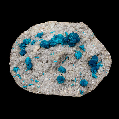 Cavansite on Stilbite,Heulandite Matrix – Vibrant Blue Flowers, Wagholi Quarry, Pune, India – Collector Grade Raw Zeolite Mineral Specimen # B 7150 Cavansite Superb Minerals 