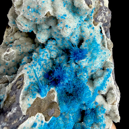 Electric Electric Blue Pentagonite Sprays on Heulandite Matrix - Rare Collector’s Cabinet Specimen from Pune, India # DKT180 Pentagonite Superb Minerals 