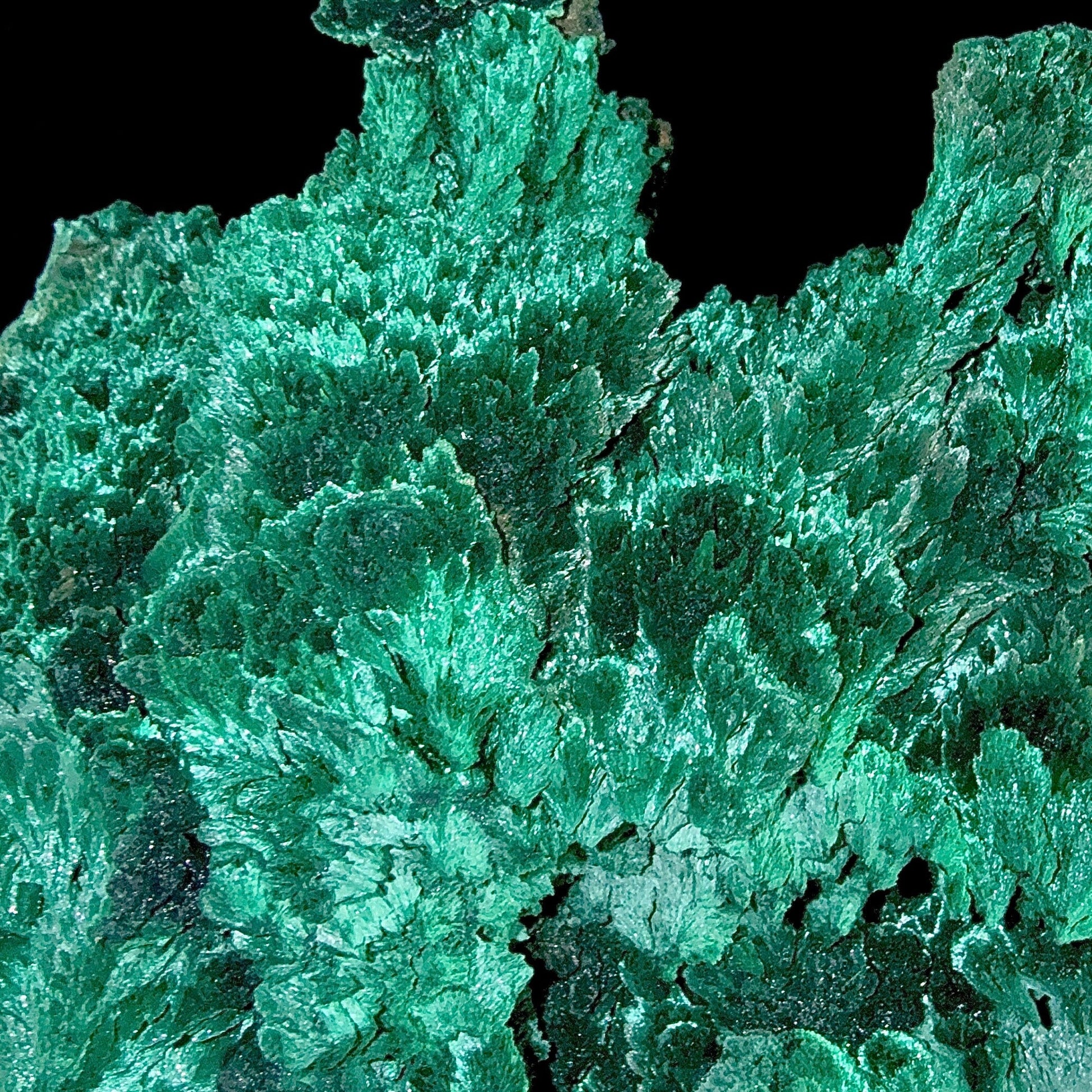 Fibrous Malachite | SELF STANDING | High Quality Mineral | Superb Minerals | Fine Minerals Malachite Superb Minerals 