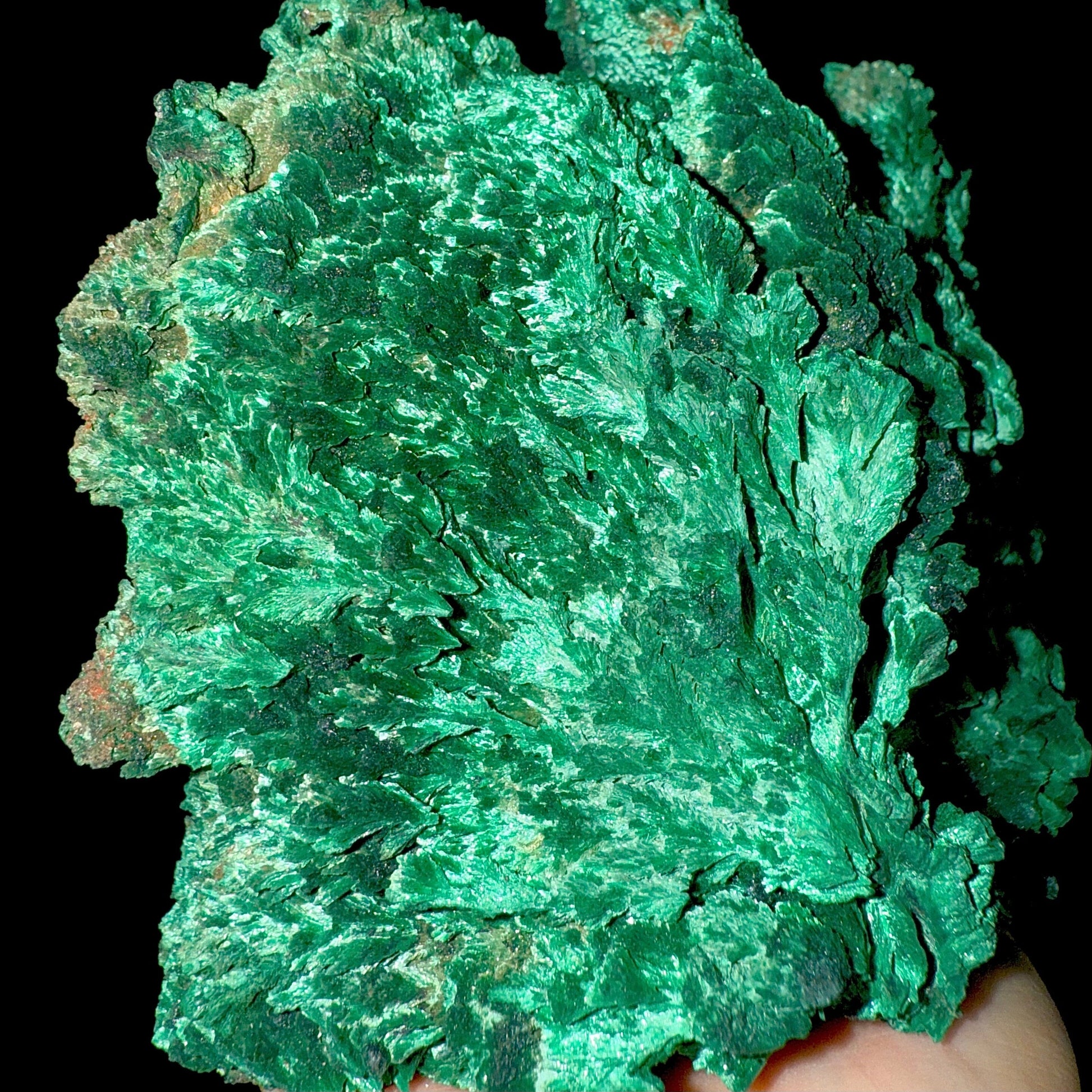 Fibrous Malachite | SELF STANDING | High Quality Mineral | Superb Minerals | Fine Minerals Malachite Superb Minerals 