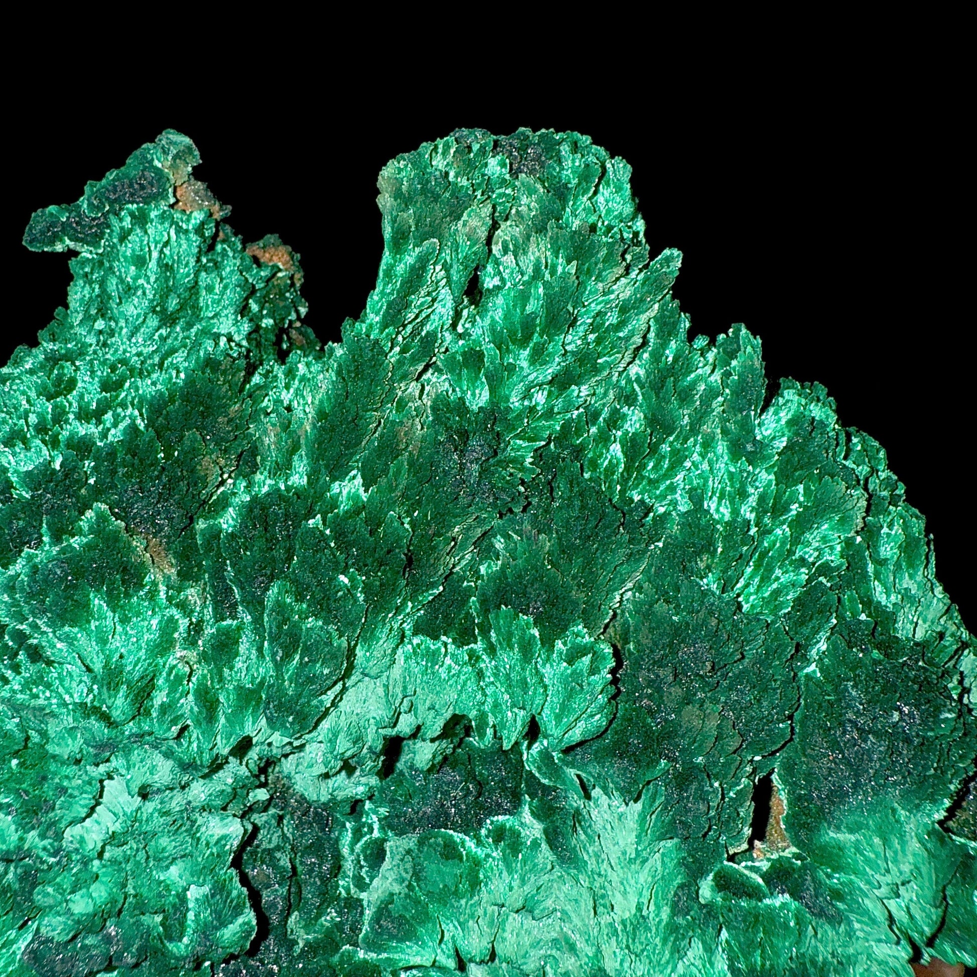 Fibrous Malachite | SELF STANDING | High Quality Mineral | Superb Minerals | Fine Minerals Malachite Superb Minerals 