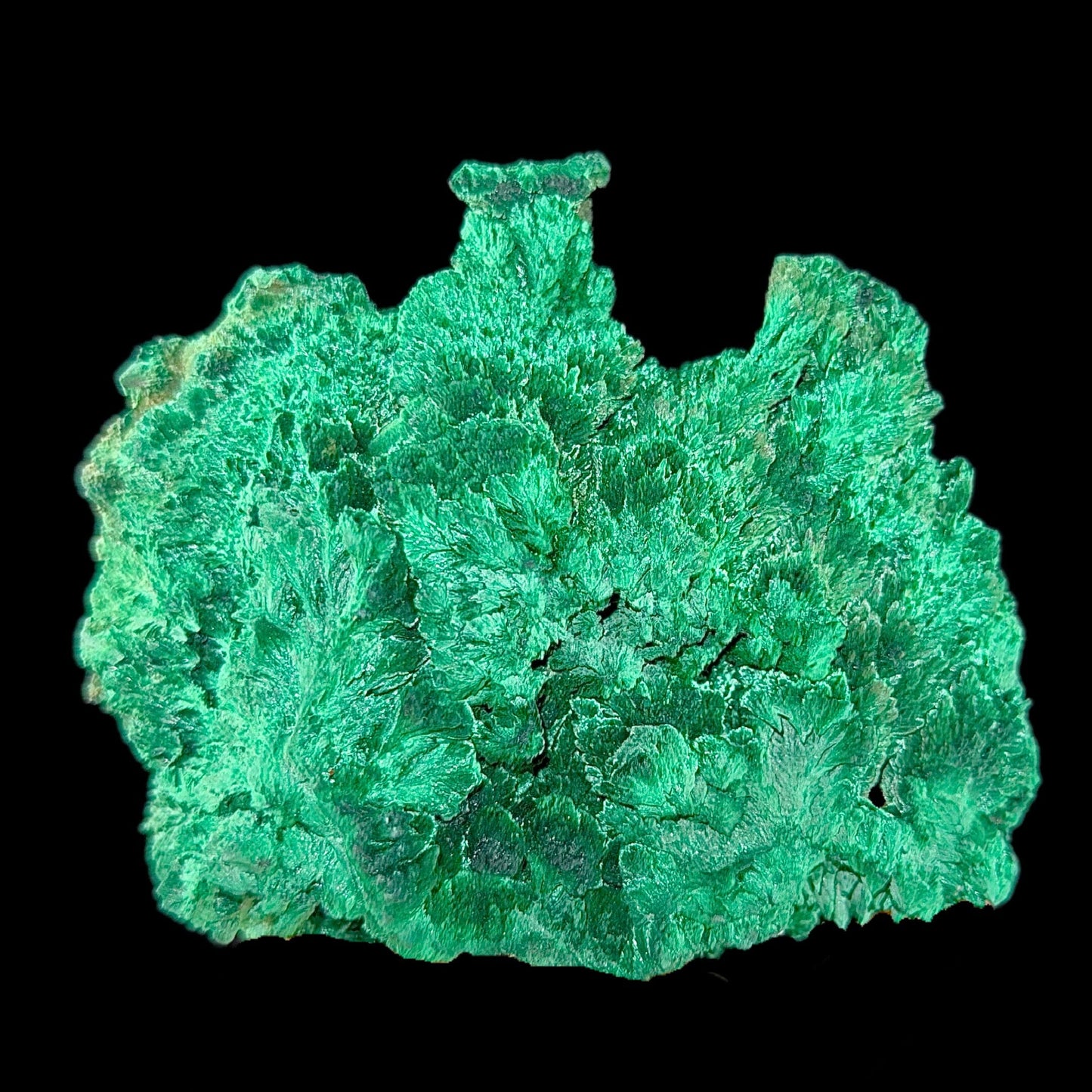 Fibrous Malachite | SELF STANDING | High Quality Mineral | Superb Minerals | Fine Minerals Malachite Superb Minerals 