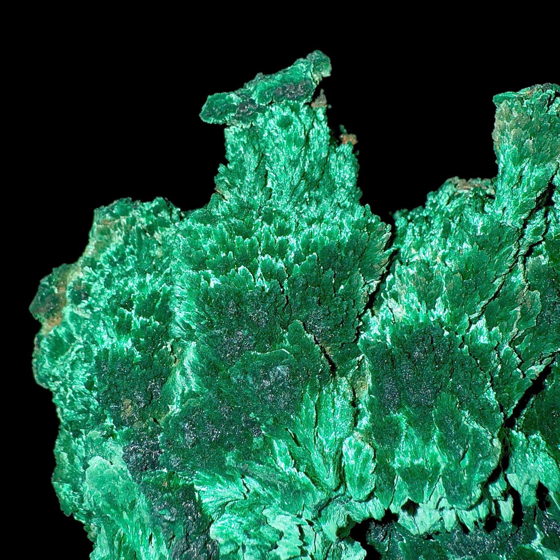 Fibrous Malachite | SELF STANDING | High Quality Mineral | Superb Minerals | Fine Minerals Malachite Superb Minerals 