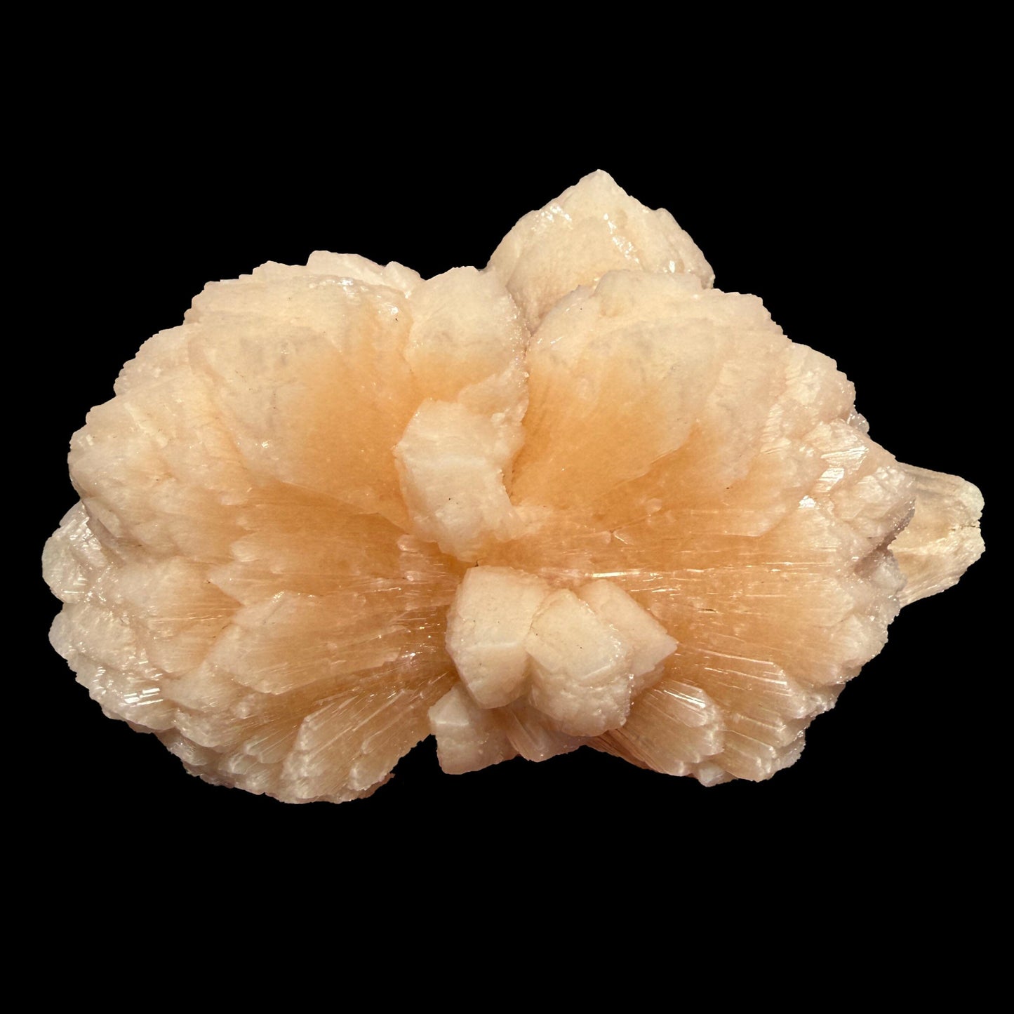Huge Rare Bow-Tie Stilbite Crystal Cluster – Peach Indian Zeolite Mineral Specimen from Nashik # DKT104 Stilbite Superb Minerals 