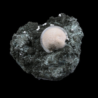 Pristine White Thomsonite Sphere with Fine Needle-Like Mesolite Sprays on Dark Volcanic Matrix - Collector’s Cabinet Specimen from Madhya Pradesh, India# B 7249 Thomsonite Superb Minerals