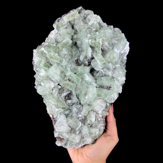 Lustrous Mint-Green Apophyllite Cluster on Direct Basalt Matrix - Collector’s Large Cabinet Specimen from Nashik, India # DKT160 Apophyllite Superb Minerals 