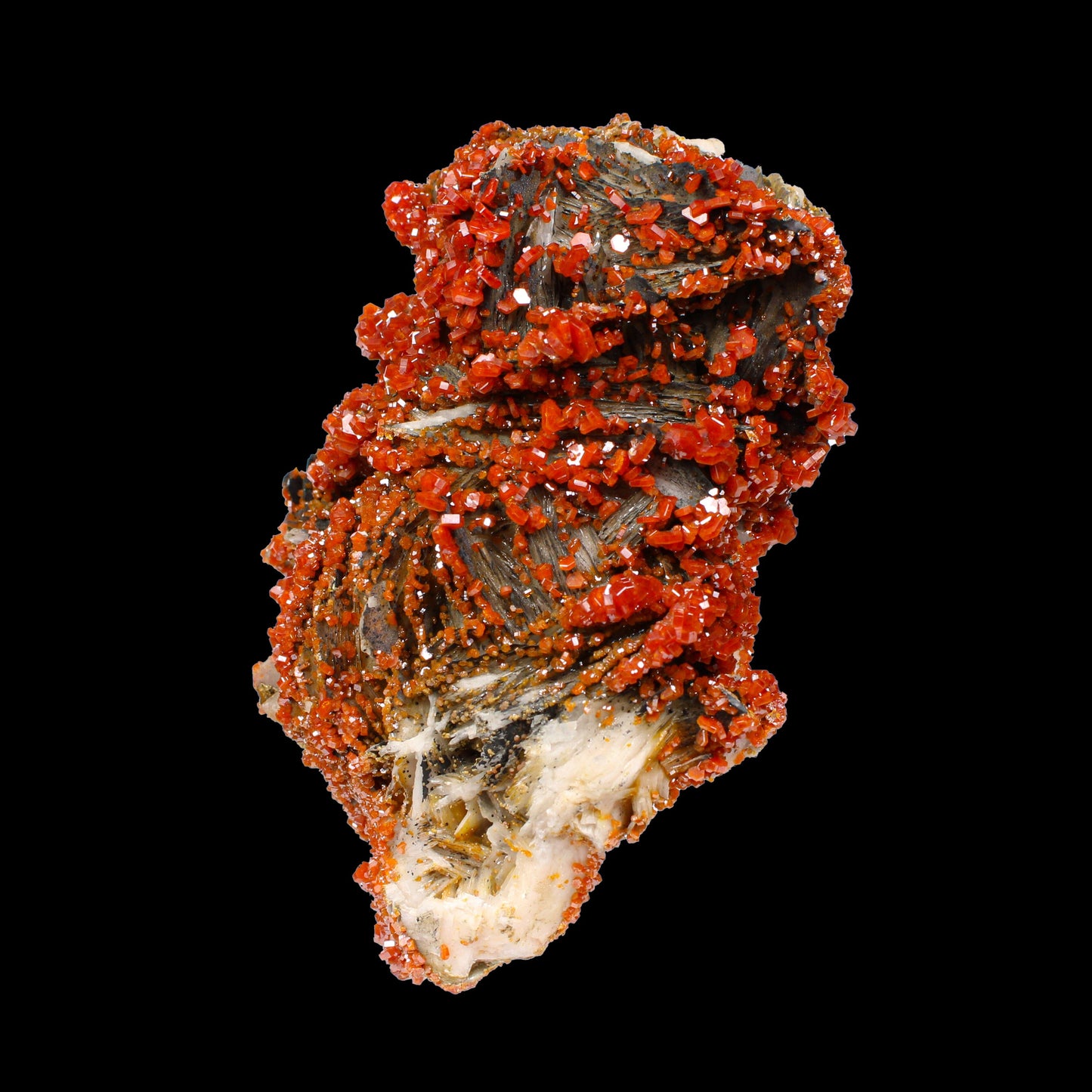 Lustrous Red Vanadinite on Black Blade Barite - Natural Raw Mineral Specimen from Mibladen, Morocco# B 7143 Vanadinite Superb Minerals 