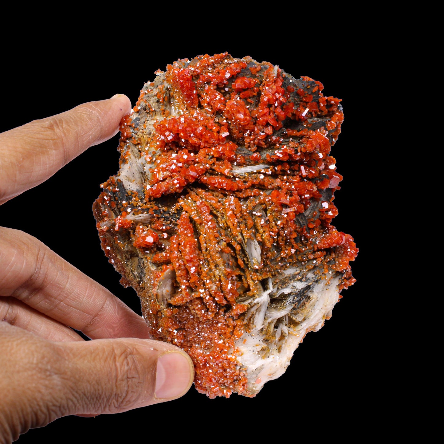 Lustrous Red Vanadinite on Black Blade Barite - Natural Raw Mineral Specimen from Mibladen, Morocco# B 7143 Vanadinite Superb Minerals 