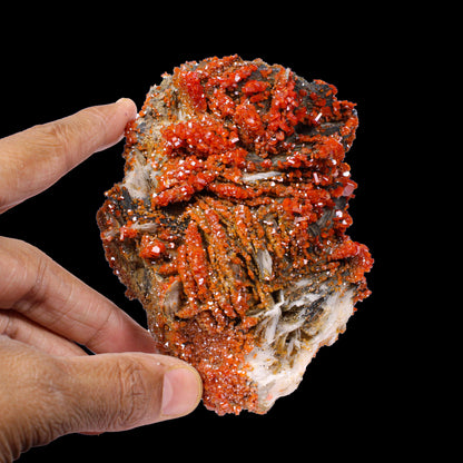 Lustrous Red Vanadinite on Black Blade Barite - Natural Raw Mineral Specimen from Mibladen, Morocco# B 7143 Vanadinite Superb Minerals 