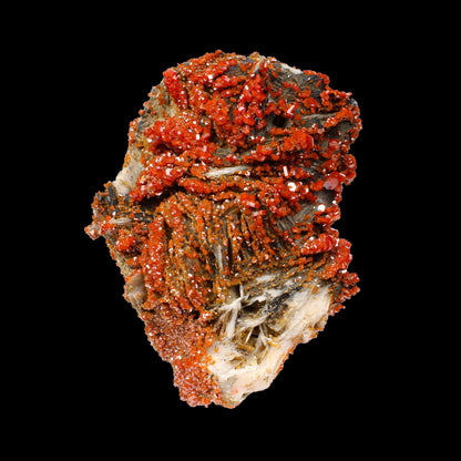 Lustrous Red Vanadinite on Black Blade Barite - Natural Raw Mineral Specimen from Mibladen, Morocco# B 7143 Vanadinite Superb Minerals 