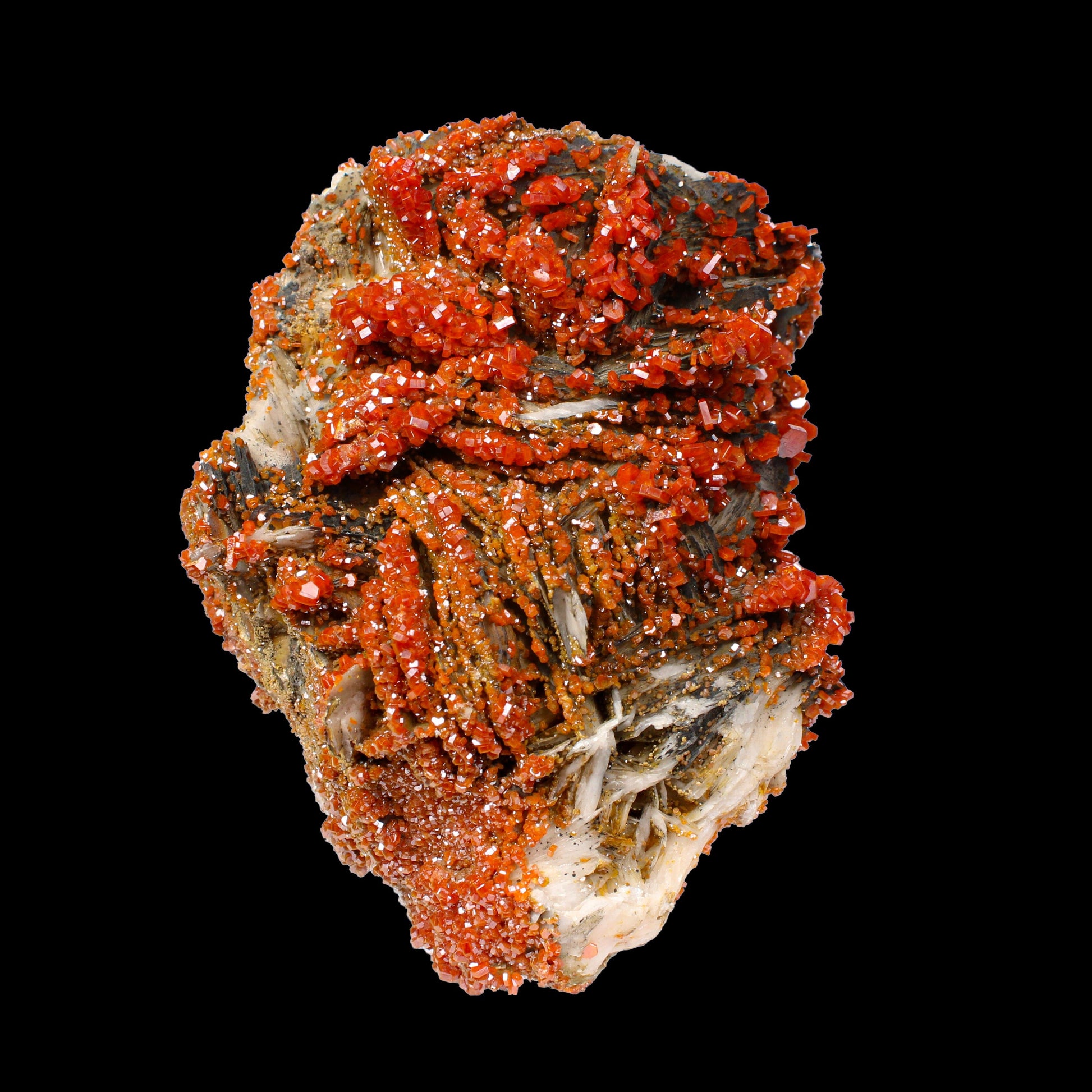 Lustrous Red Vanadinite on Black Blade Barite - Natural Raw Mineral Specimen from Mibladen, Morocco# B 7143 Vanadinite Superb Minerals 