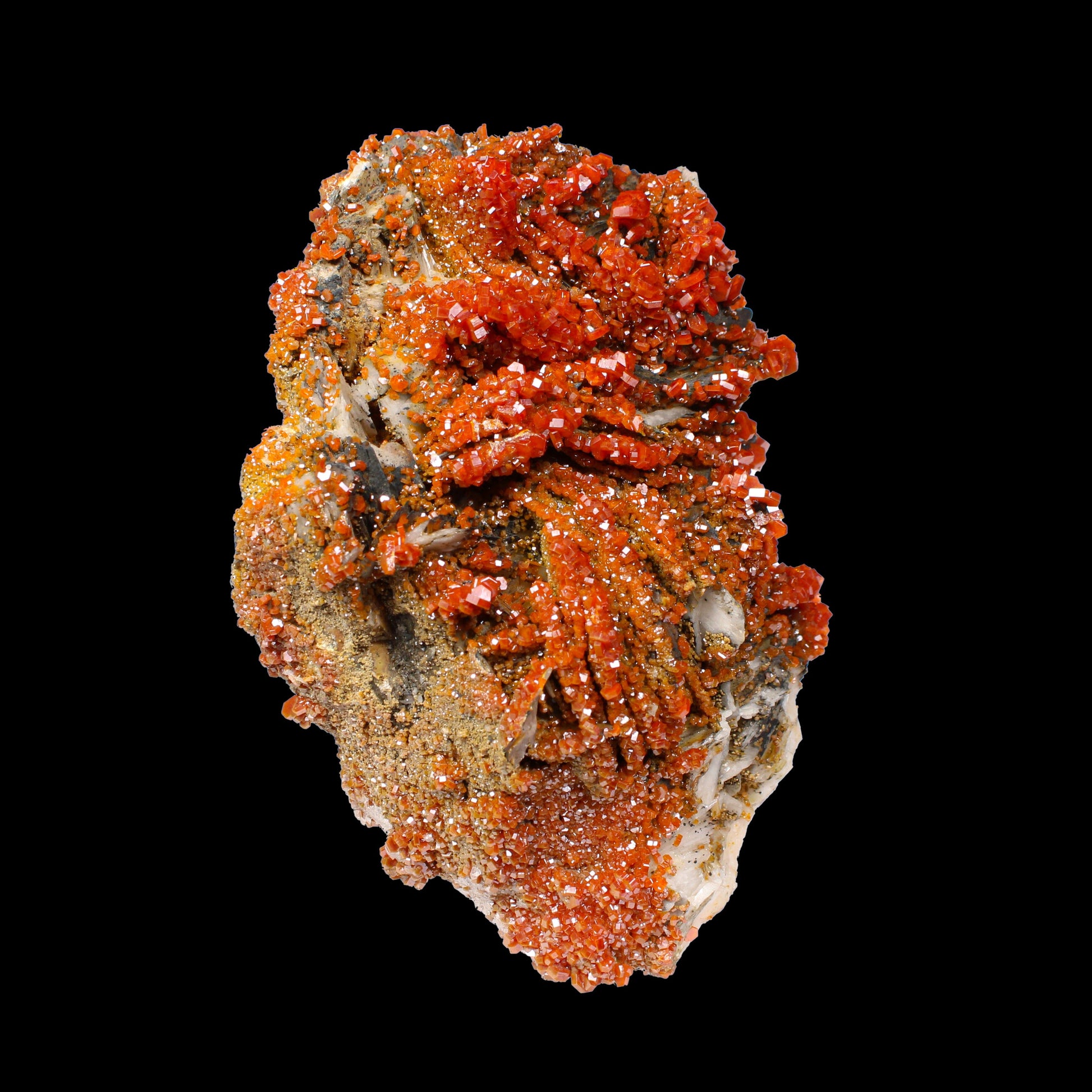 Lustrous Red Vanadinite on Black Blade Barite - Natural Raw Mineral Specimen from Mibladen, Morocco# B 7143 Vanadinite Superb Minerals 