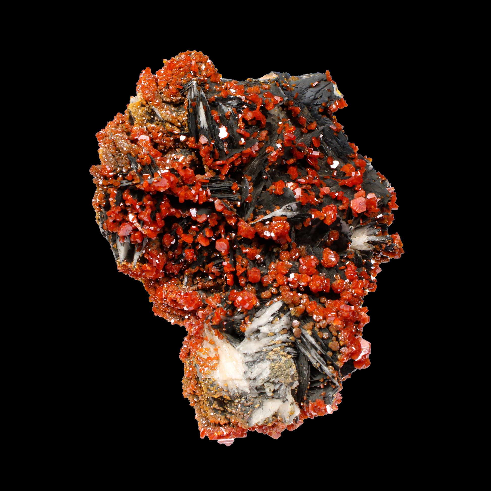 Lustrous Red Vanadinite on Black Blade Barite - Natural Raw Mineral Specimen from Mibladen, Morocco# B 7147 Vanadinite Superb Minerals 