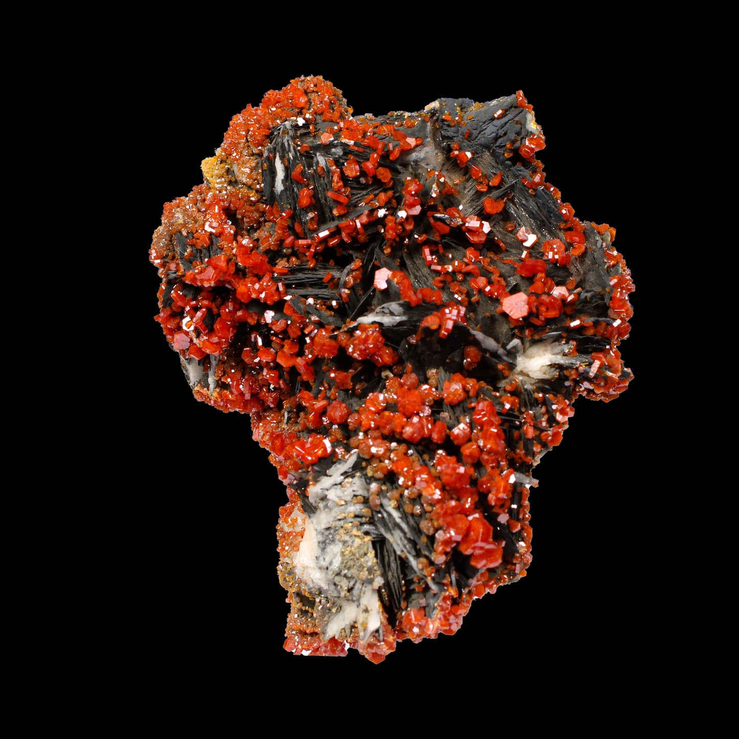 Lustrous Red Vanadinite on Black Blade Barite - Natural Raw Mineral Specimen from Mibladen, Morocco# B 7147 Vanadinite Superb Minerals 