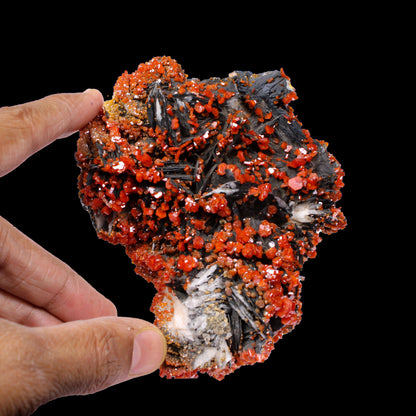Lustrous Red Vanadinite on Black Blade Barite - Natural Raw Mineral Specimen from Mibladen, Morocco# B 7147 Vanadinite Superb Minerals 