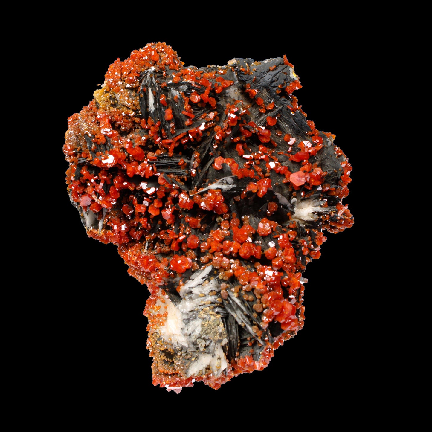 Lustrous Red Vanadinite on Black Blade Barite - Natural Raw Mineral Specimen from Mibladen, Morocco# B 7147 Vanadinite Superb Minerals 