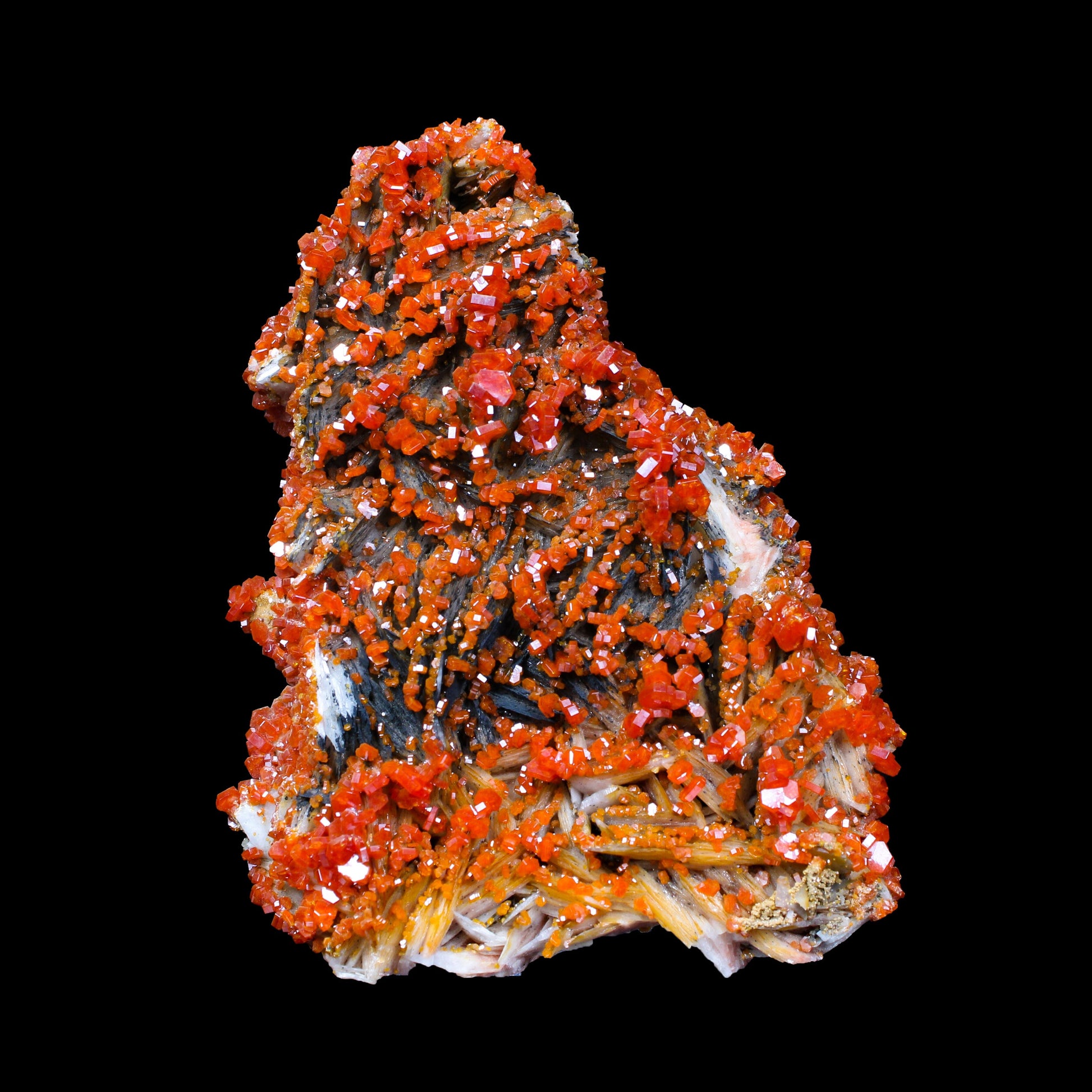 Lustrous Red Vanadinite on Black Blade Barite - Natural Raw Mineral Specimen from Mibladen, Morocco # B 7151 Vanadinite Superb Minerals 