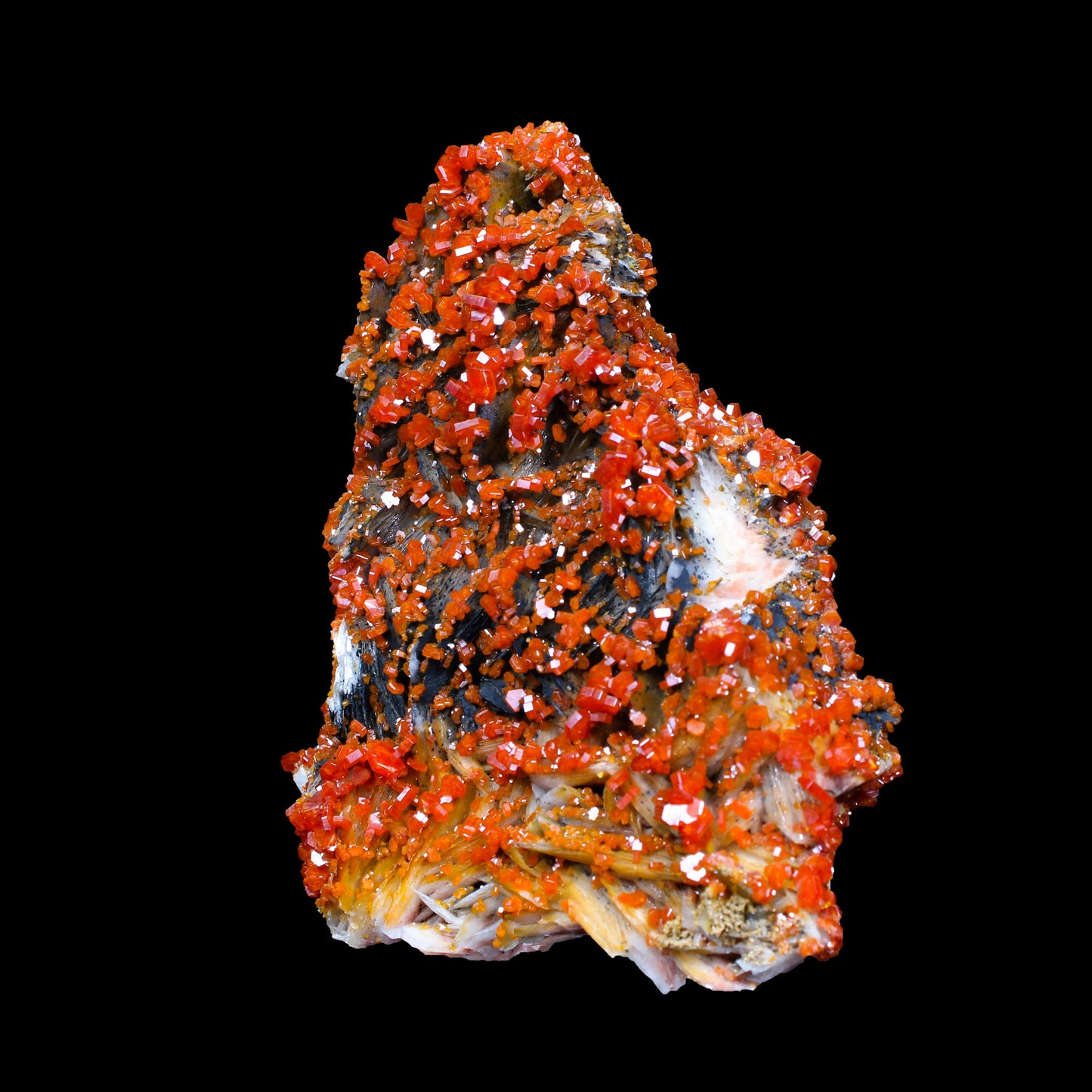 Lustrous Red Vanadinite on Black Blade Barite - Natural Raw Mineral Specimen from Mibladen, Morocco # B 7151 Vanadinite Superb Minerals 