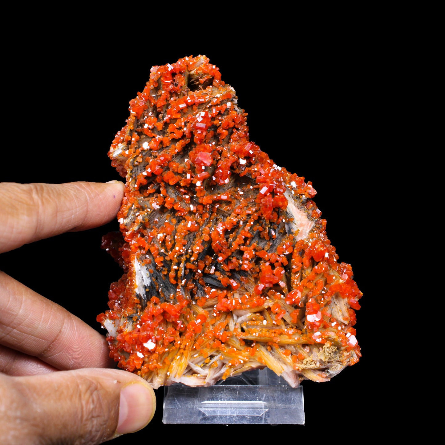 Lustrous Red Vanadinite on Black Blade Barite - Natural Raw Mineral Specimen from Mibladen, Morocco # B 7151 Vanadinite Superb Minerals 