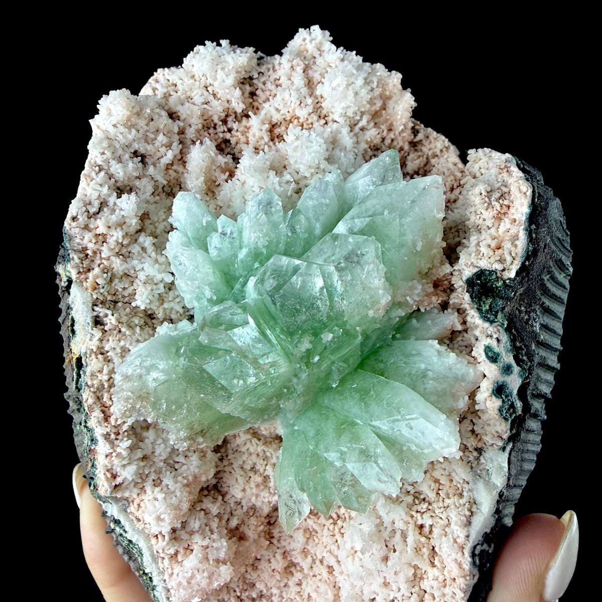 Mint Green Apophyllite Flower Cluster in Pink Chalcedony Geode Pocket - Collector’s Cabinet Specimen from Jalgaon, India # DKT178 Apophyllite Superb Minerals 