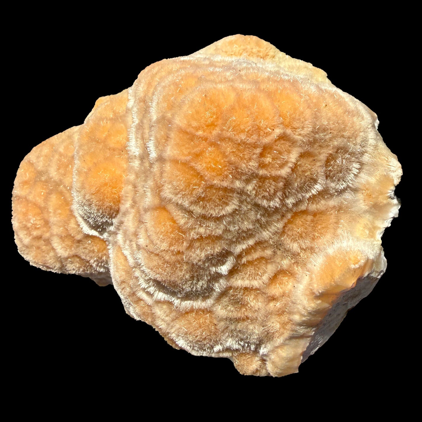 Orange Botryoidal Thomsonite with Needle Mesolite & Calcite – Indian Zeolite Mineral Specimen from Madhya Pradesh # DKT112 Thomsonite Superb Minerals 