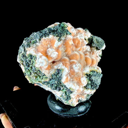 Orange Thomsonite Spheres with Mesolite Needles on Matrix - Collector’s Specimen from Deshgaon, Madhya Pradesh # DKT164 Thomsonite Superb Minerals 