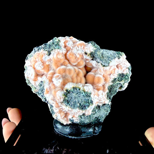 Orange Thomsonite Spheres with Mesolite Needles on Matrix - Collector’s Specimen from Deshgaon, Madhya Pradesh # DKT164 Thomsonite Superb Minerals 