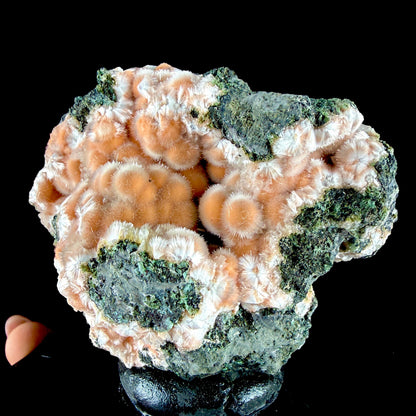 Orange Thomsonite Spheres with Mesolite Needles on Matrix - Collector’s Specimen from Deshgaon, Madhya Pradesh # DKT164 Thomsonite Superb Minerals 