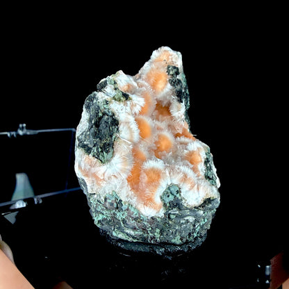 Orange Thomsonite with Fibrous Mesolite Needles on Matrix - Collector’s Specimen from Madhya Pradesh #DKT156 Thomsonite Superb Minerals 